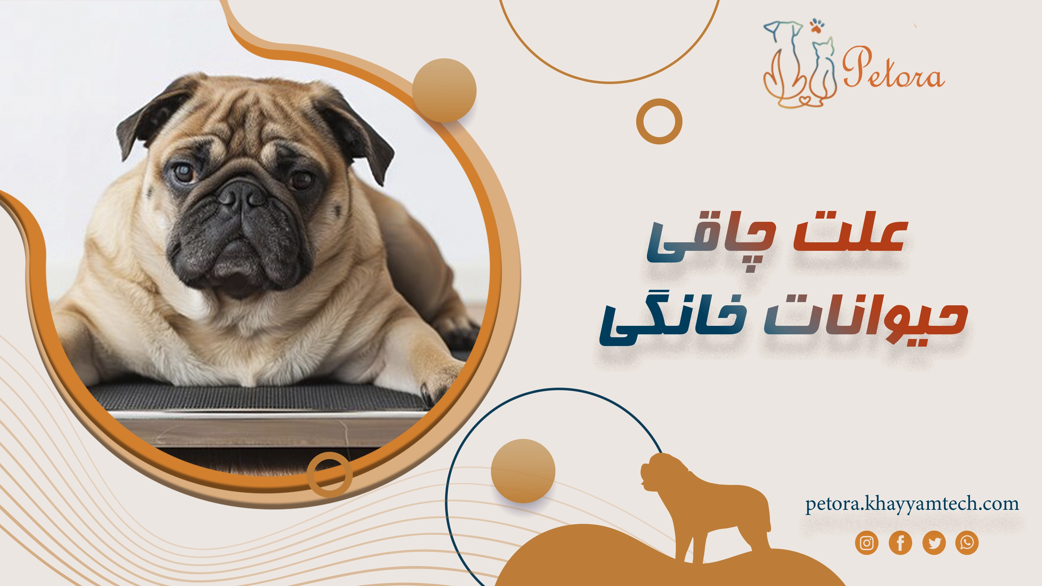 علت چاقی حیوانات خانگی ، بررسی دقیق با پتورا (National Pet Obesity Awareness Day – October 12th)