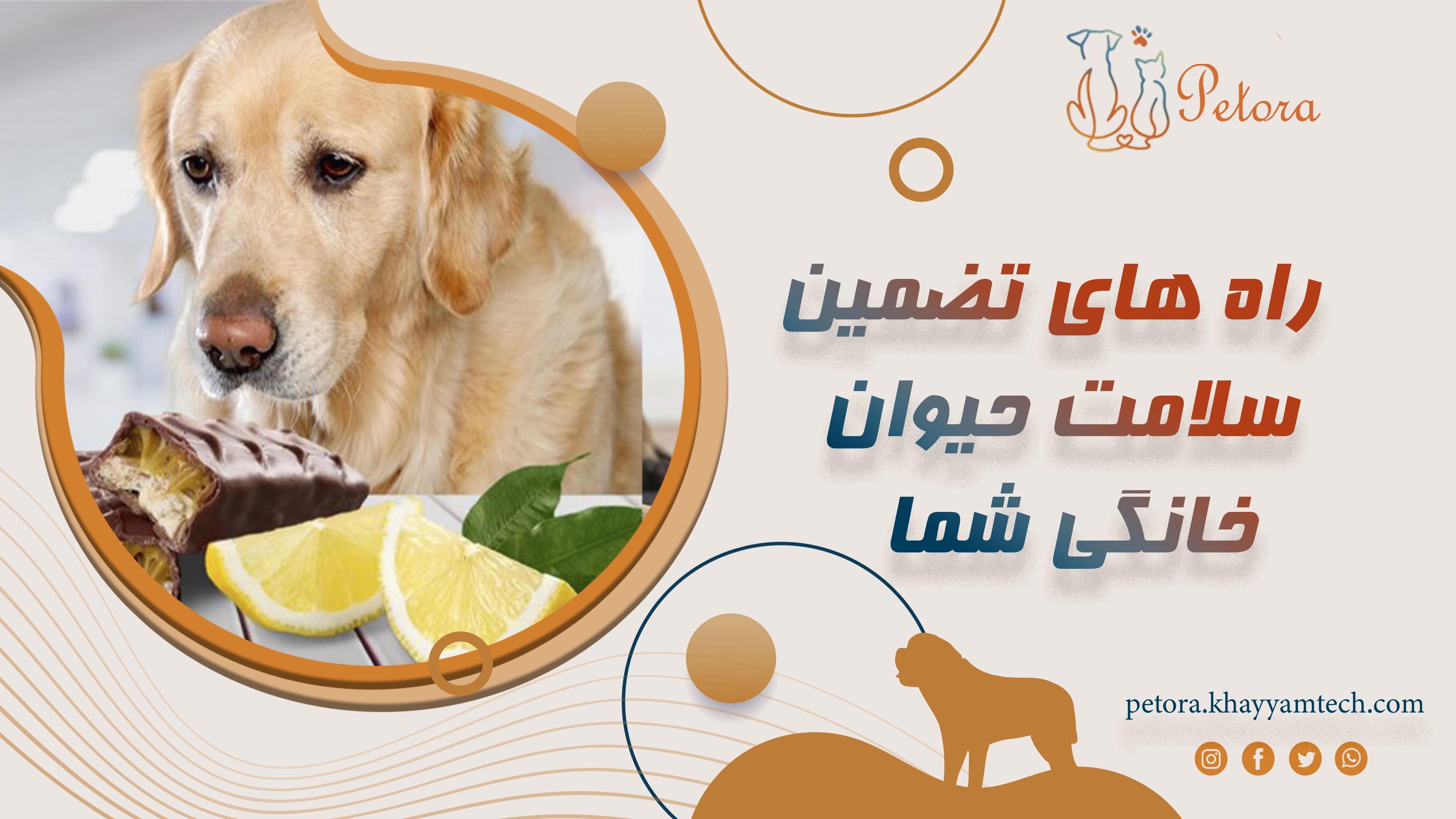 ۵ راه برای تضمین سلامت حیوان خانگی شما