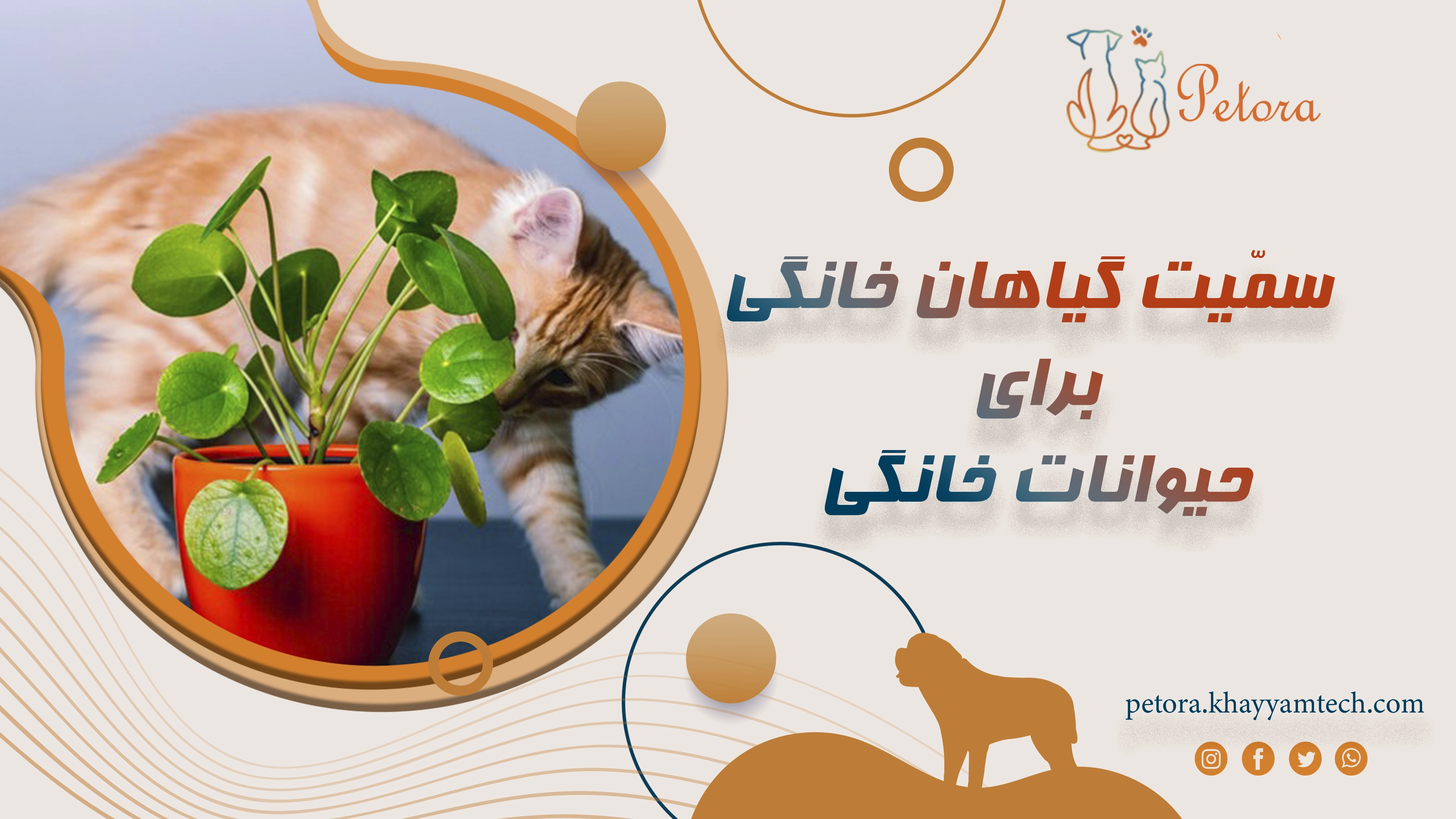 سمّیت گیاهان خانگی برای حیوانات خانگی