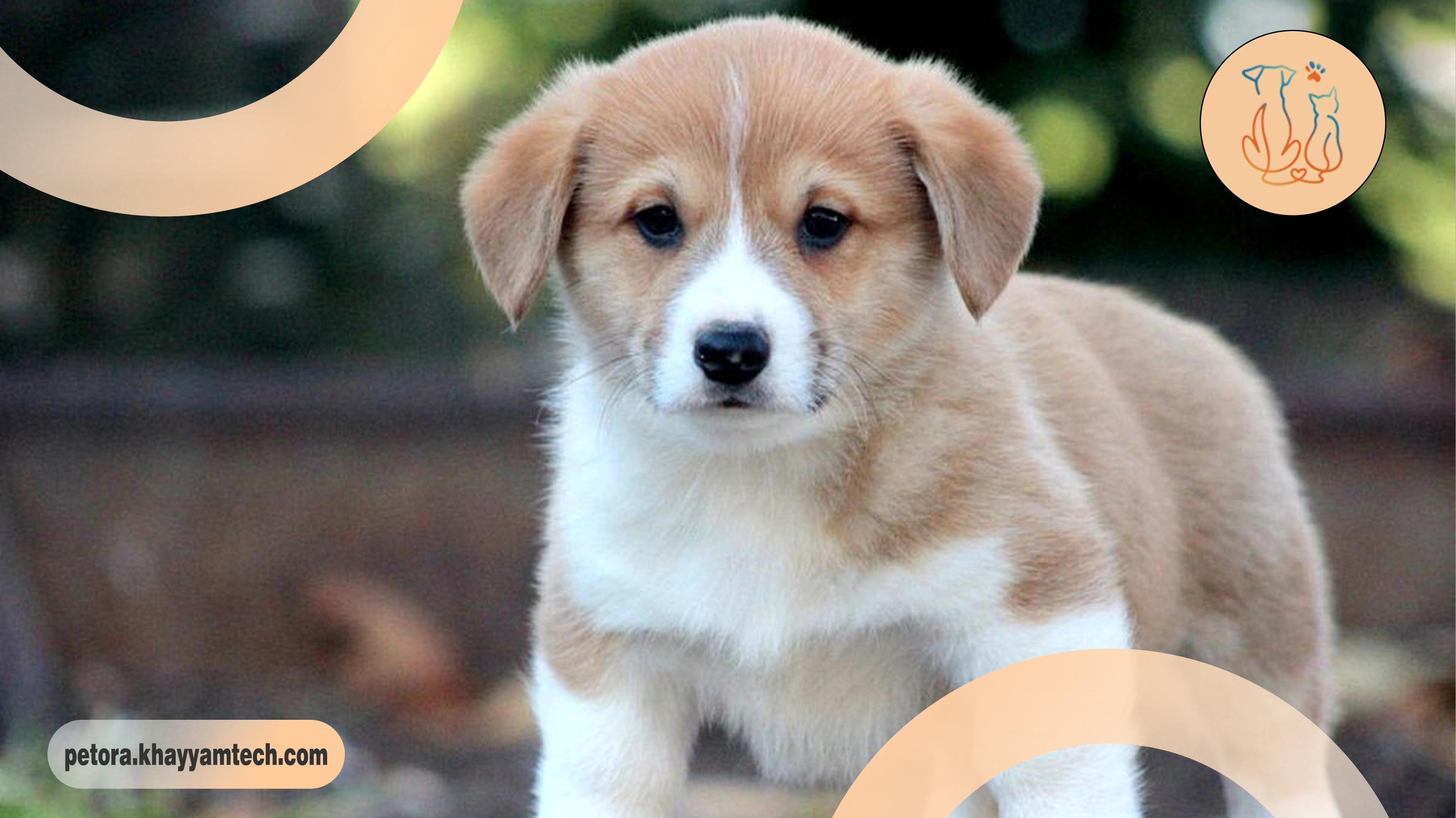 معده ی سگ های خانگی