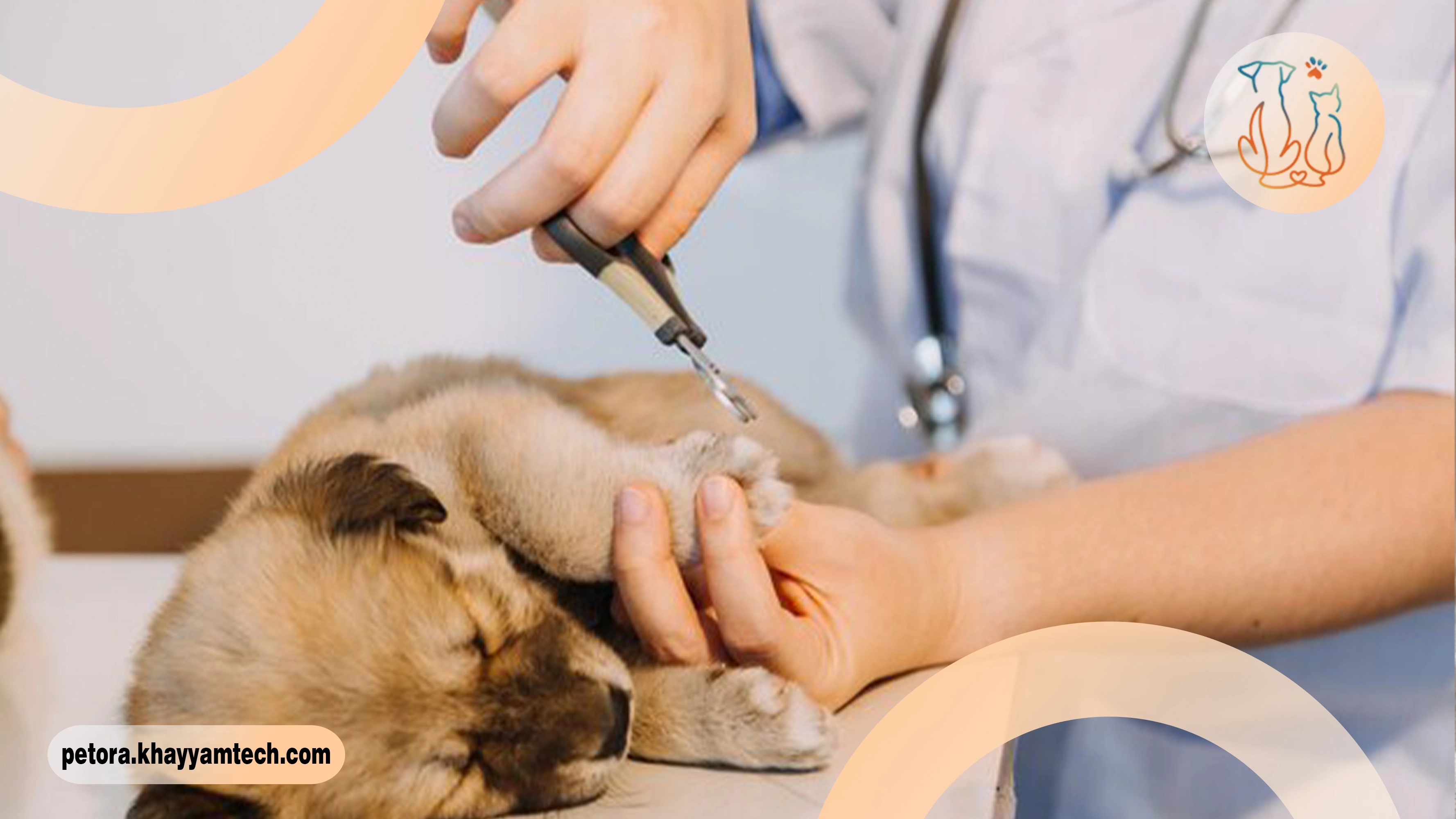 بیماری قبلی حیوانات