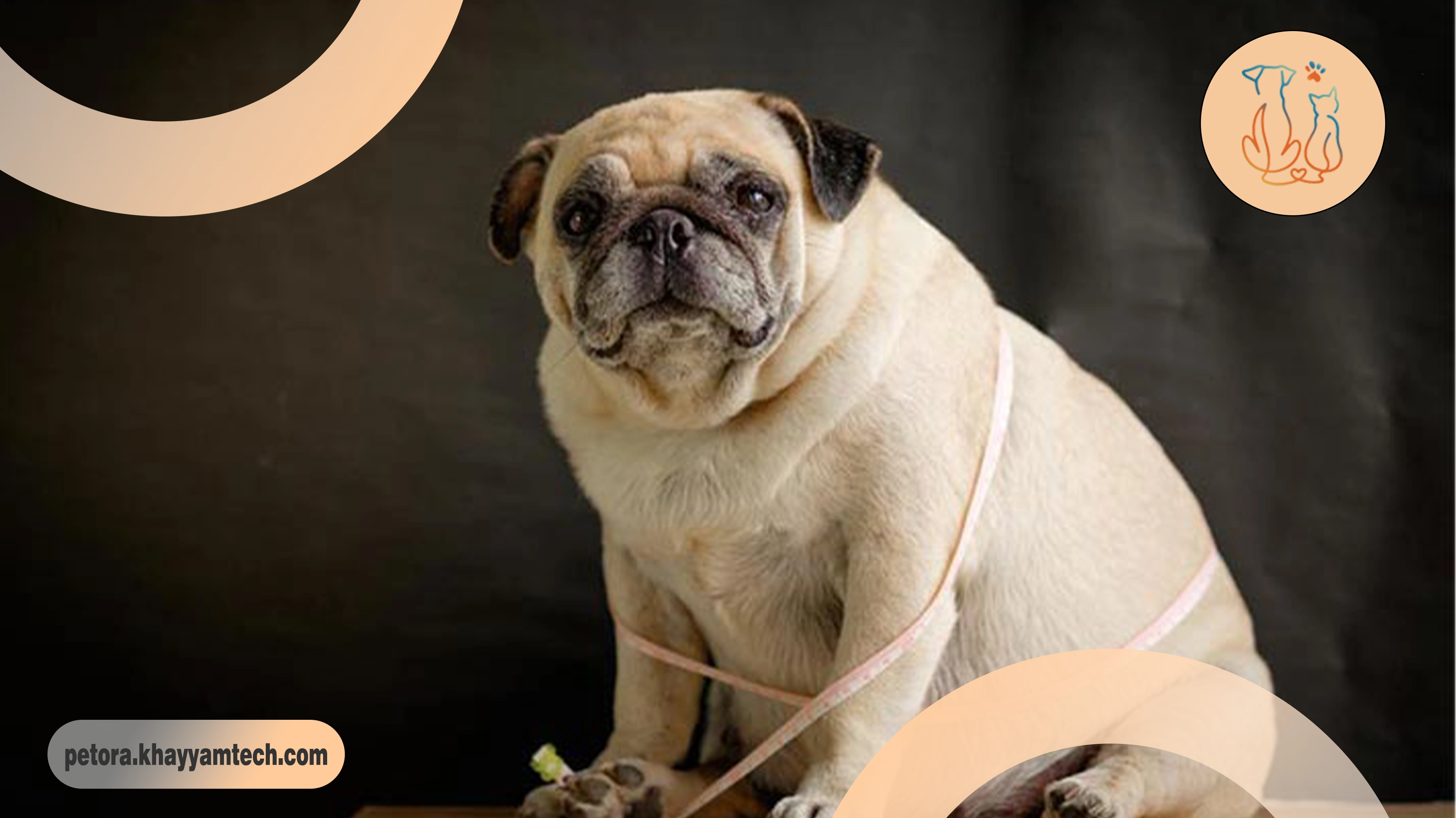 اضافه وزن حیوانات