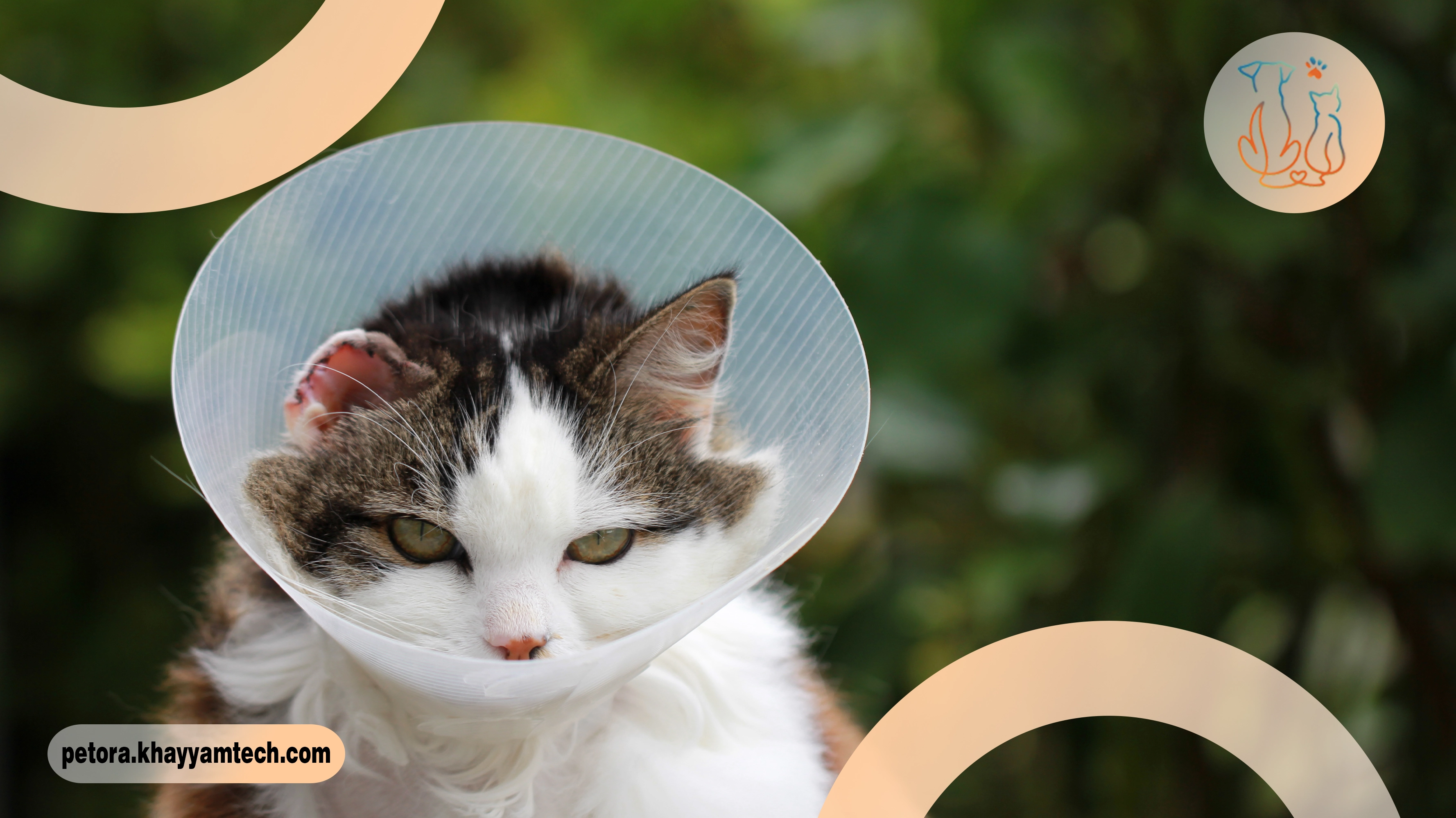 آلرژی حیوان خانگی