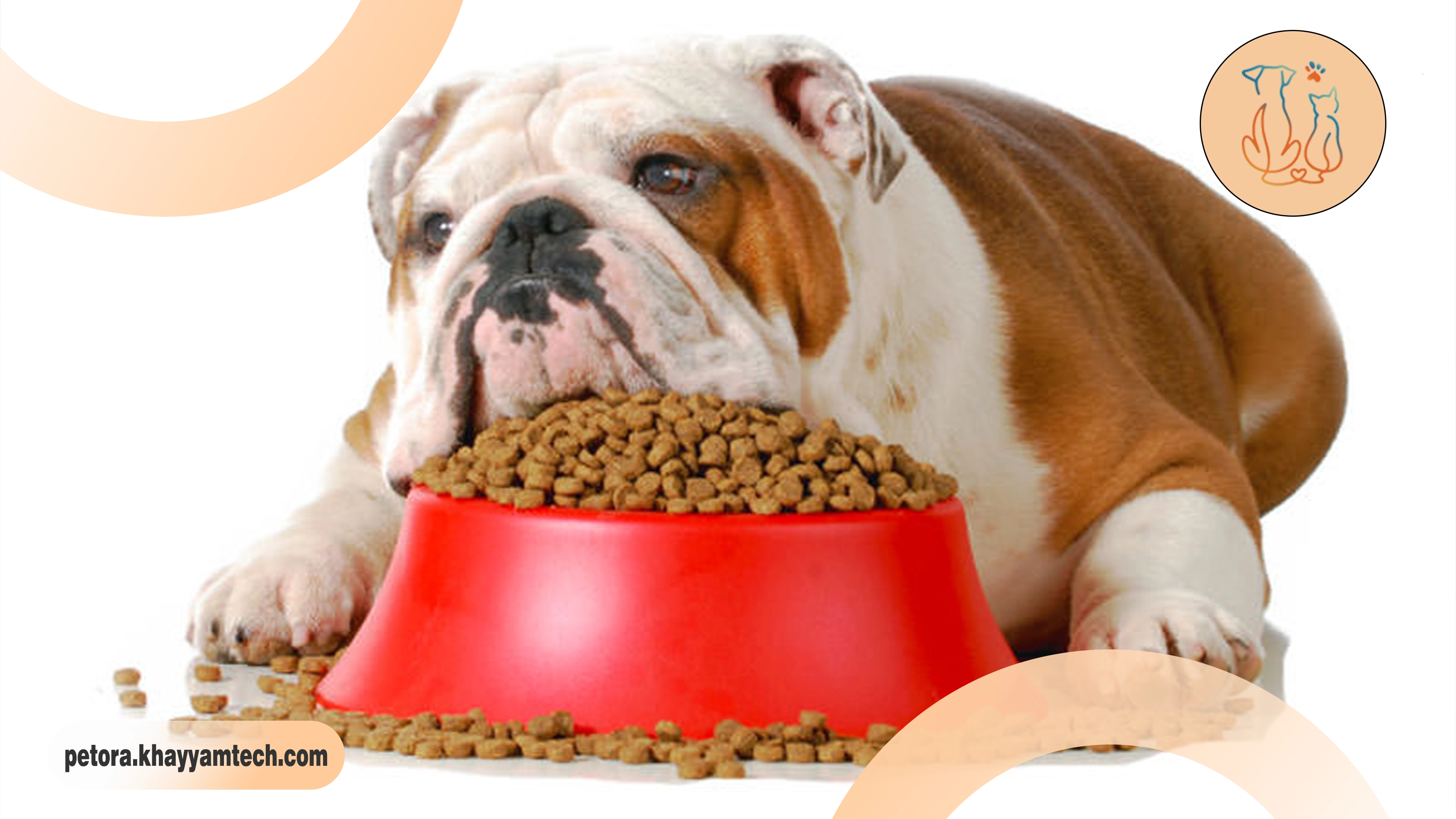 علت چاقی حیوانات خانگی