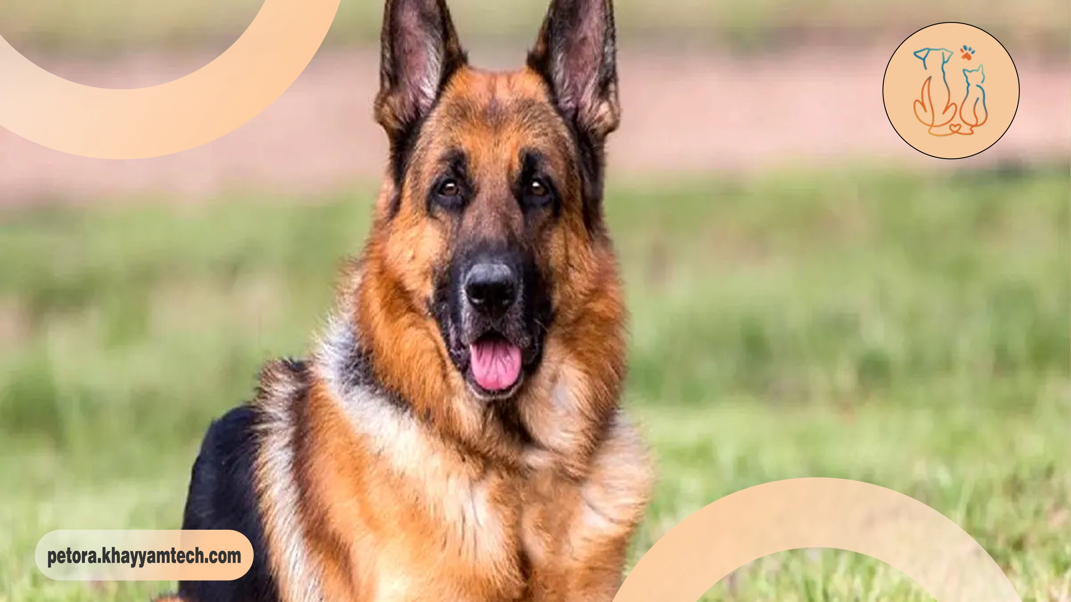 صداهای مختلف معده