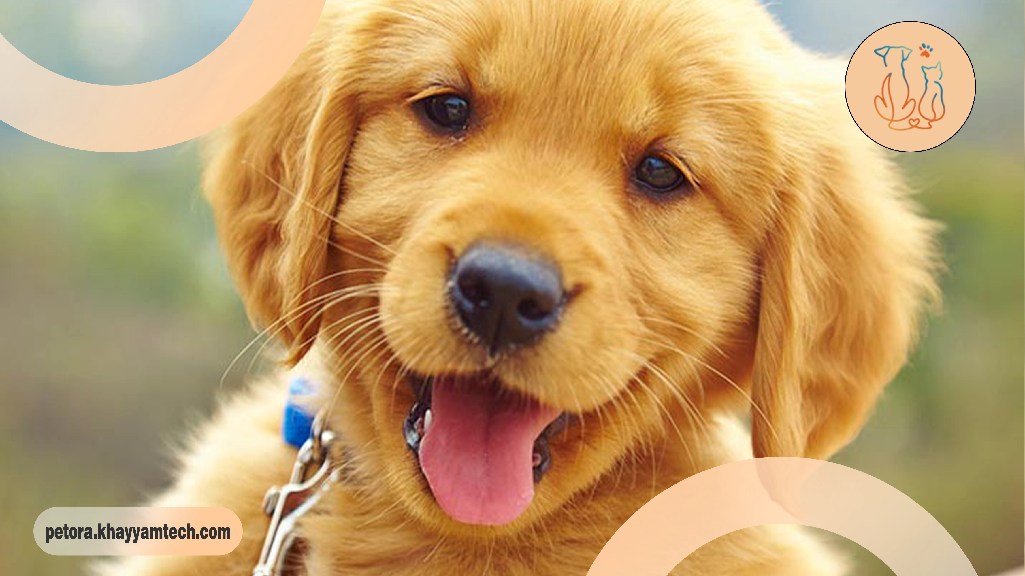 سگ های خانگی