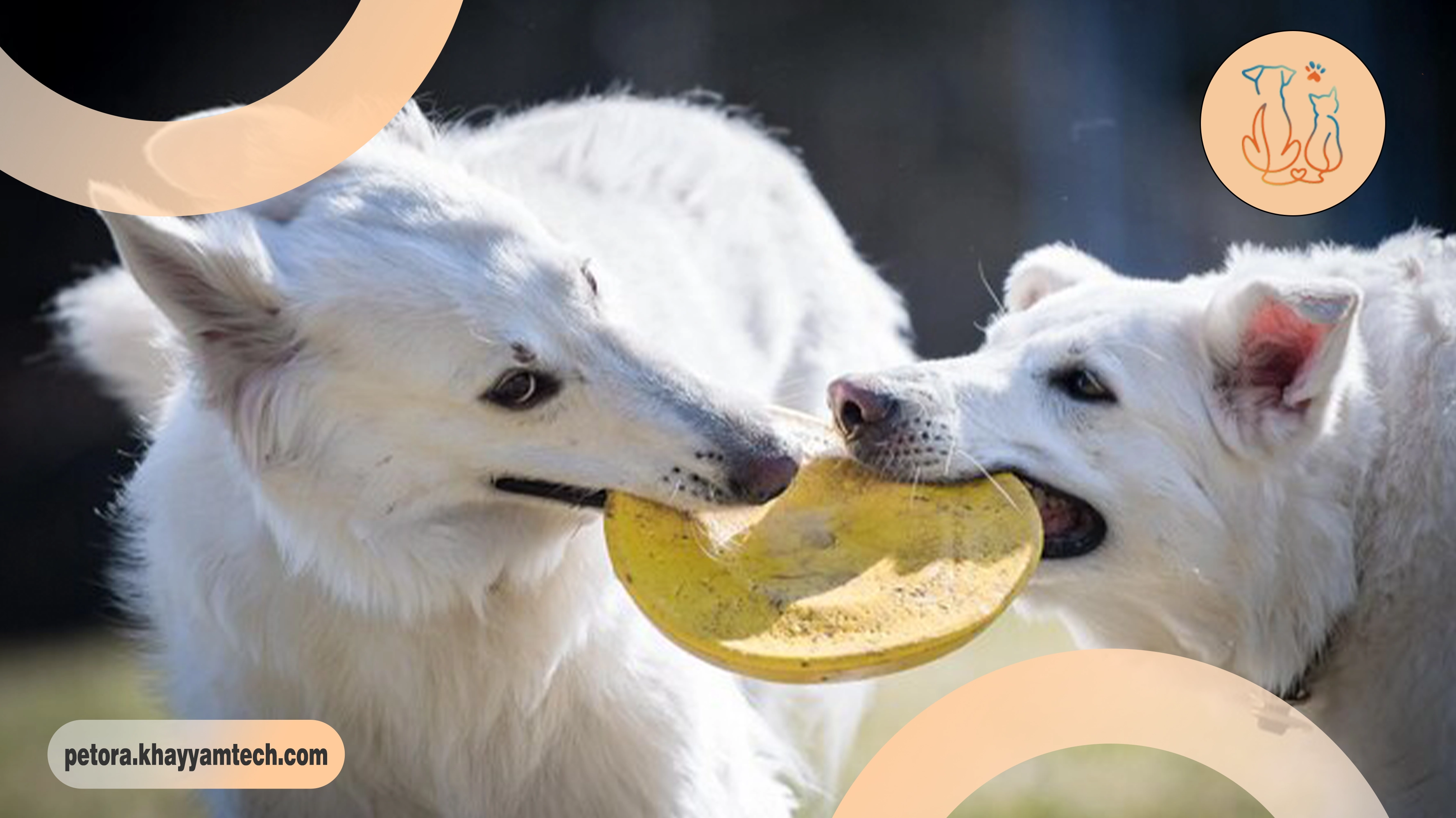 سلامت حیوان خانگی با پتورا
