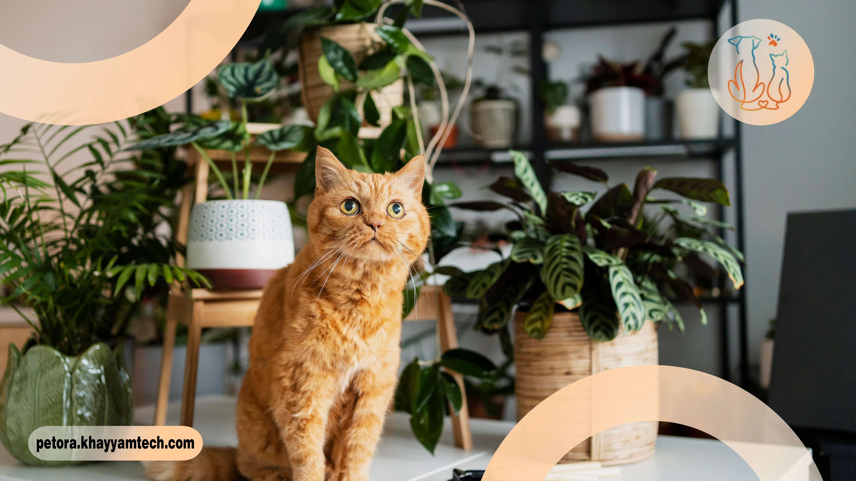 انواع-گیاهان-سمی